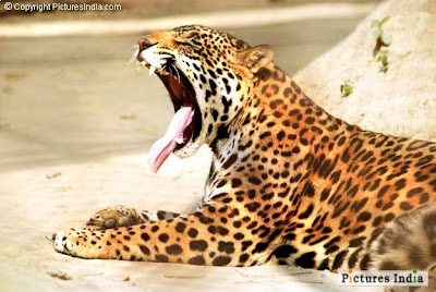 Jaguar Photo