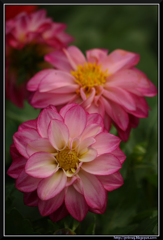 Lalbagh Flower Show January 2012