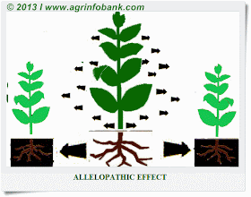 alleopathic effect