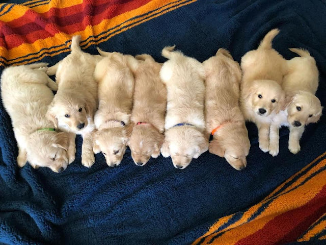 golden retriever puppies bc