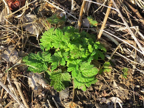 motherwort