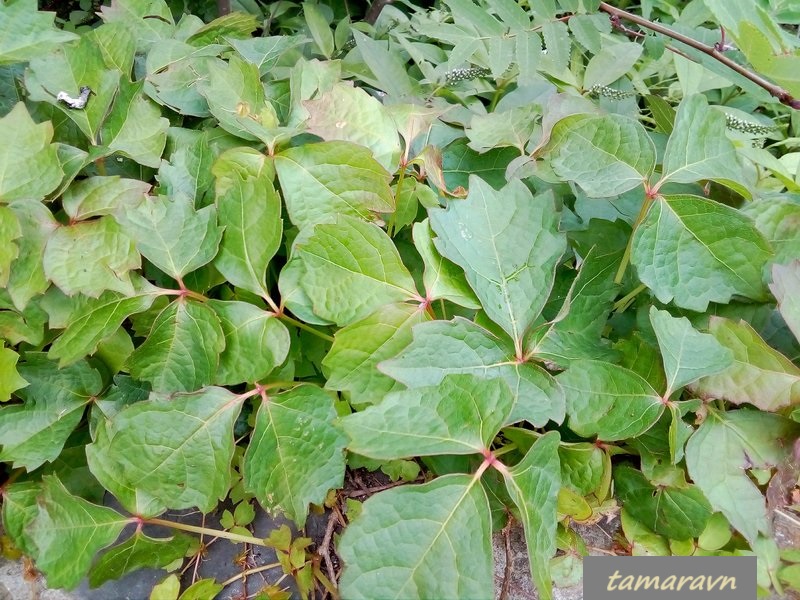 Девичий виноград триострённый (Parthenocissus tricuspidata)