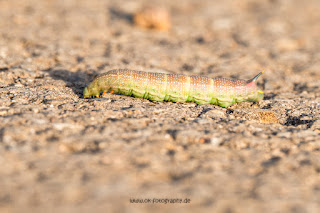 Naturfotografie Schmetterlingsraupe Taubenschwänzchen Weserbergland Olaf Kerber