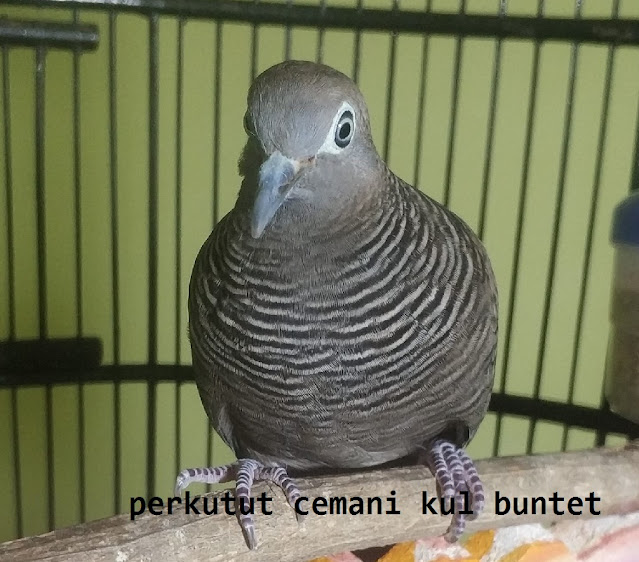 Perkutut Katuranggan Cemani Kol Buntet