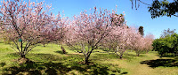 Bosque das Cerejeiras no Parque do Carmo