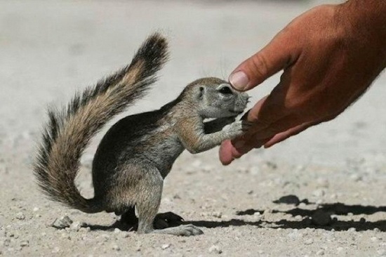 animals-and-humans_06