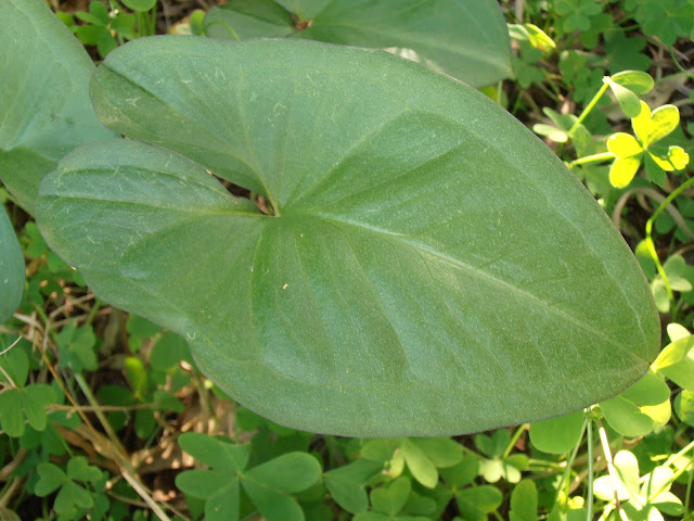 CANDILICOS-Arisarum-simorrhinum