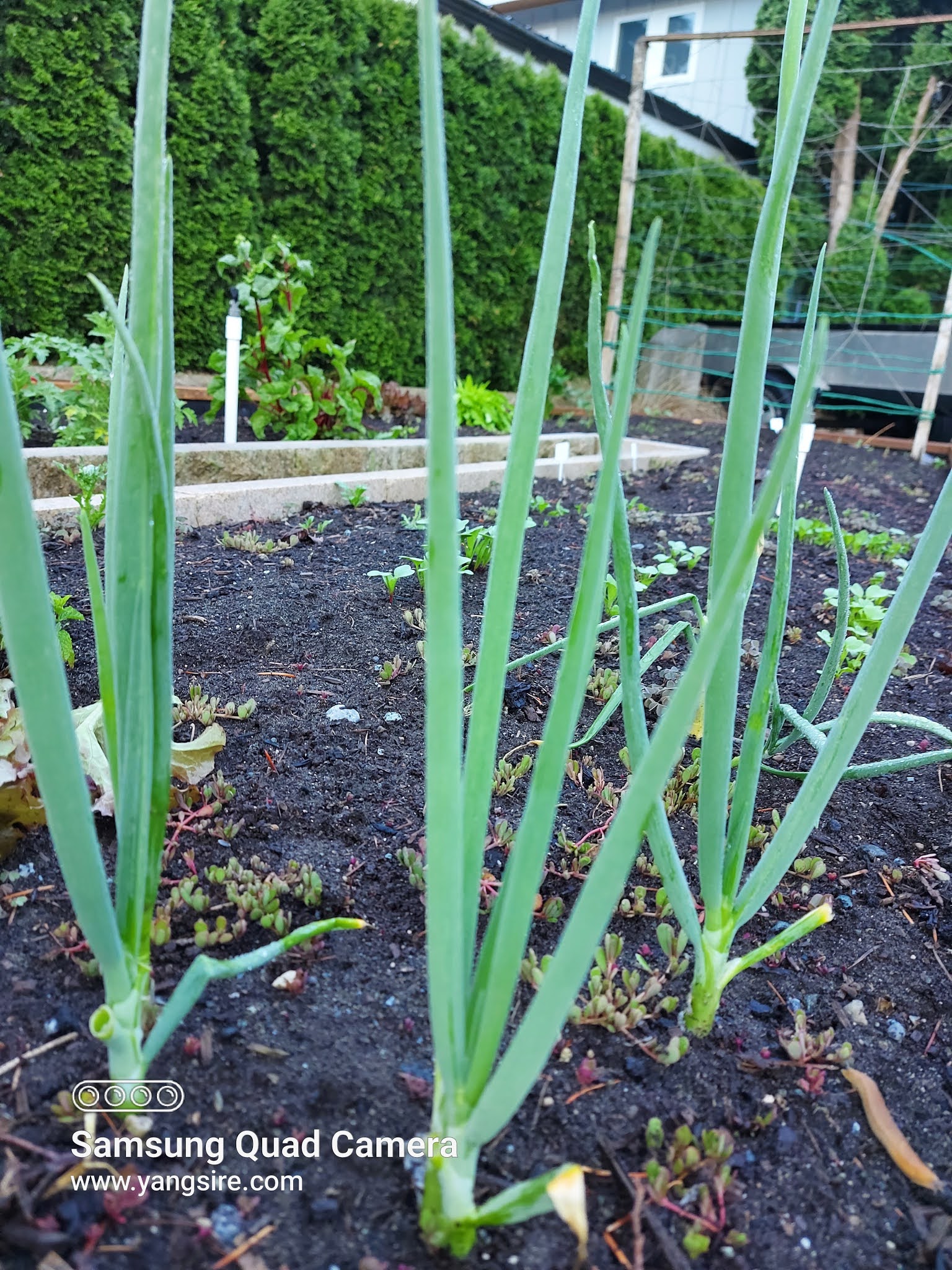 Green onions or we called it spring onions