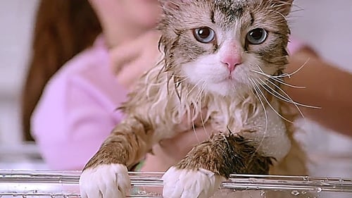 Una vita da gatto 2016 film completo