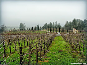 Ruta por las Bodegas del Valle de Napa: Viñas del Castello di Amorosa