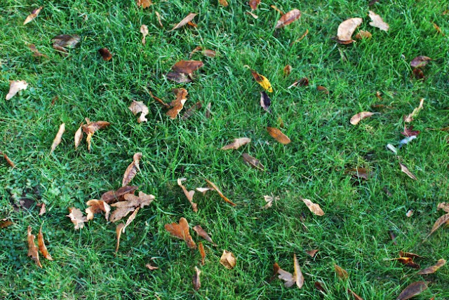 Oak leaves on grass