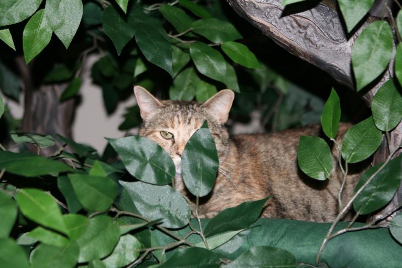 Cat Trees that look like real Trees