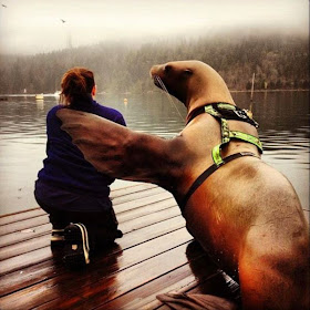 Funny animals of the week - 28 March 2014 (40 pics), seal buddy