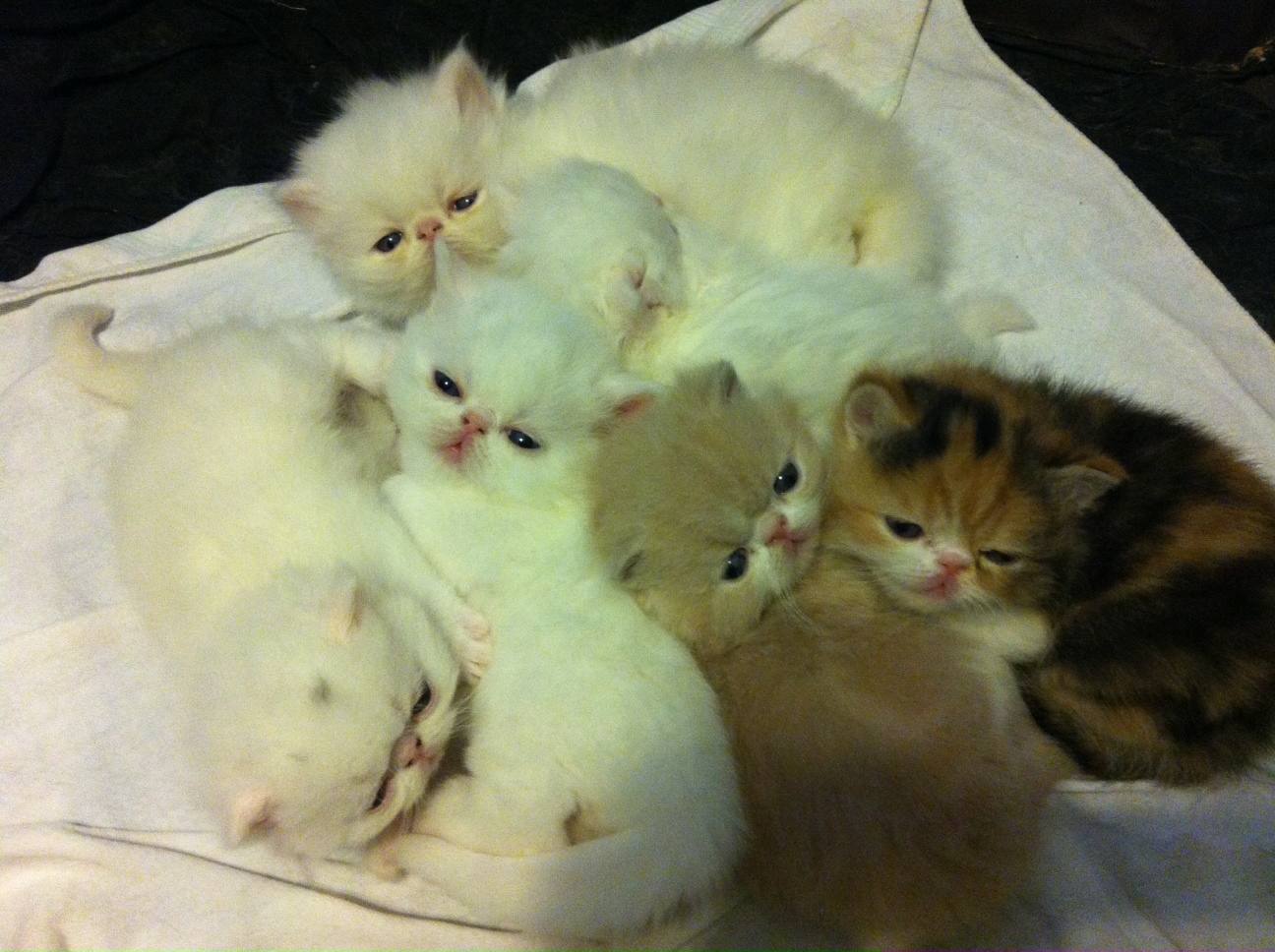 Summertime Cattery: New litter of 4 kittens!