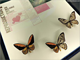 Mariposas en el Insectarium de Montreal