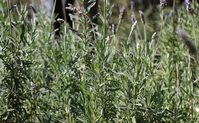 Lavender Flowers