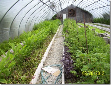 FranklinGreenhouse 8-26-12