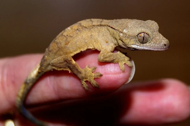 Los geckos pueden reconocerse