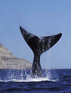 Patagonia, Avistaje de ballenas, whale watching  Peninsula Valdes