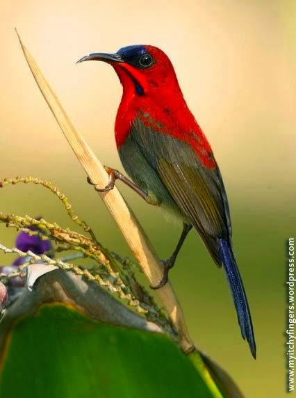 Kumpulan Foto Burung Kolibri Merah Jantan ~ FOTO BURUNG KICAU