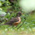 洞爺湖の野鳥