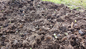 Norfolk allotment in spring