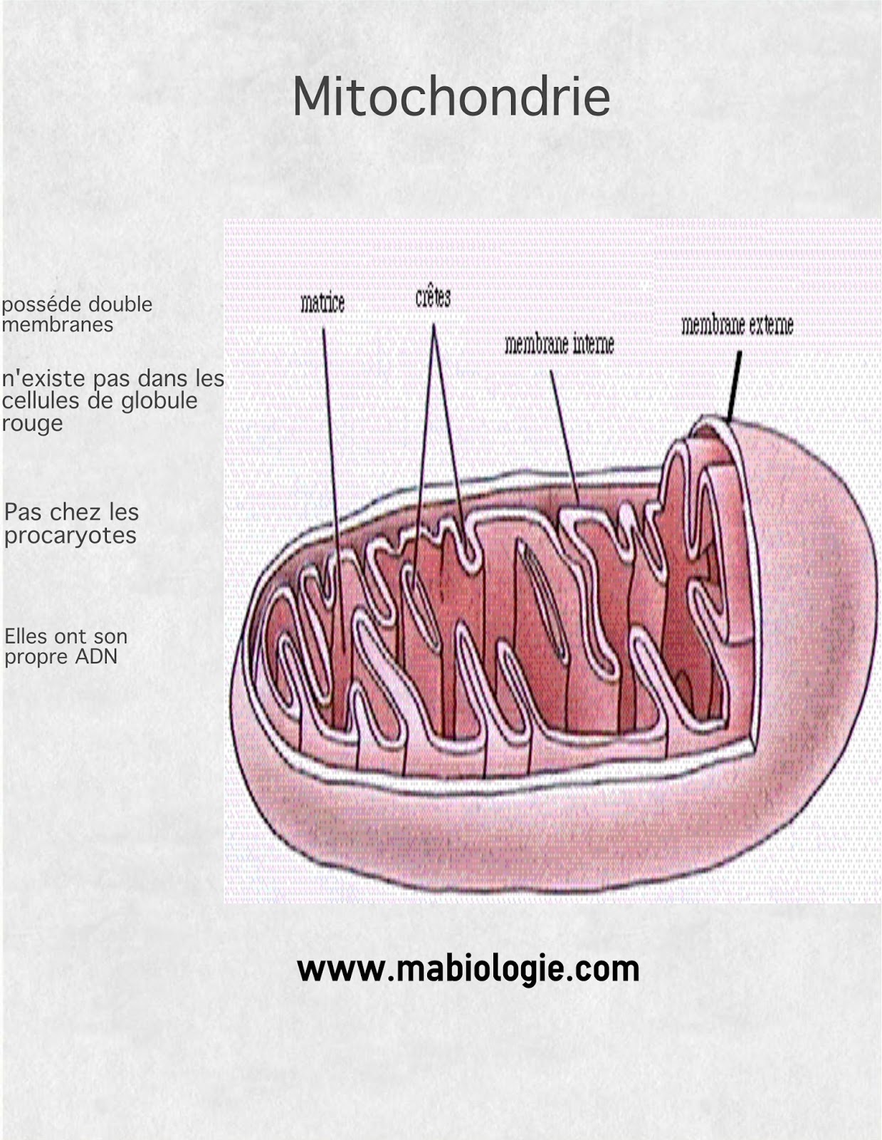 Définition Mitochondrie
