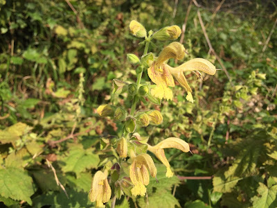 Salvia glutinosa