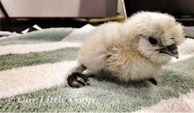 silkie, chicken, curled, toes, fix, chick, towel