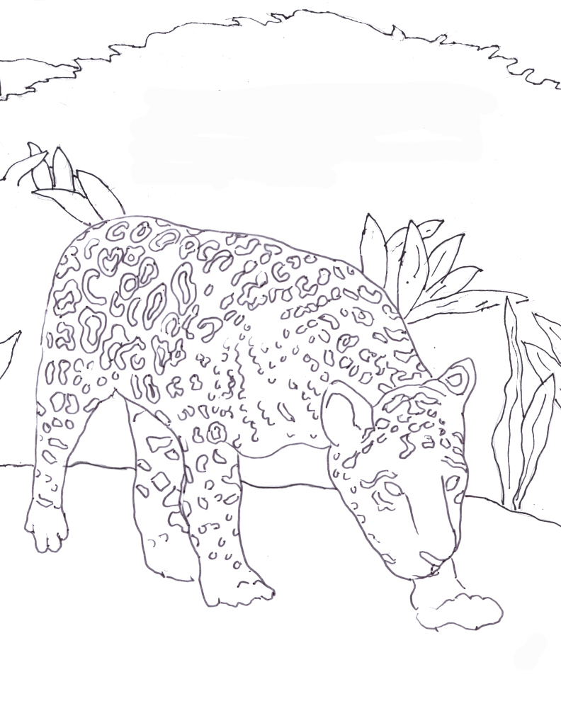 Caroline Arnold Art and Books: JAGUAR: Coloring Page