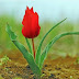 Ortaköy Lalesi (Tulipa Armena)