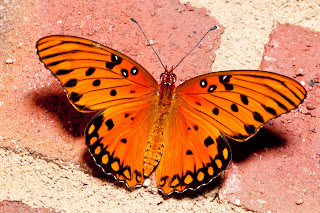 Butterfly hd wallpapers 2013