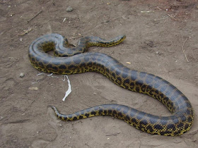 anaconda amarilla boa curiyu Eunectes notaeus