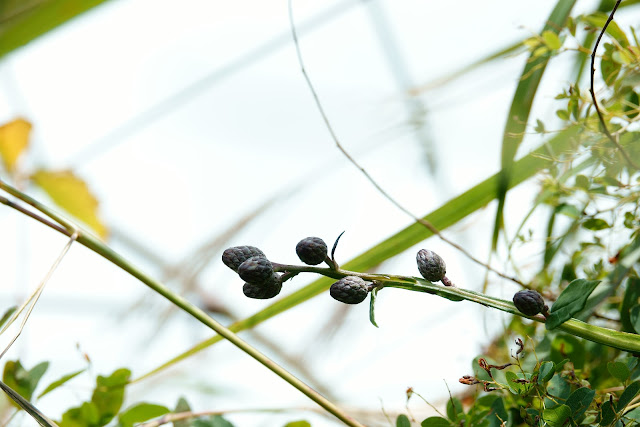 Saussurea tanakae