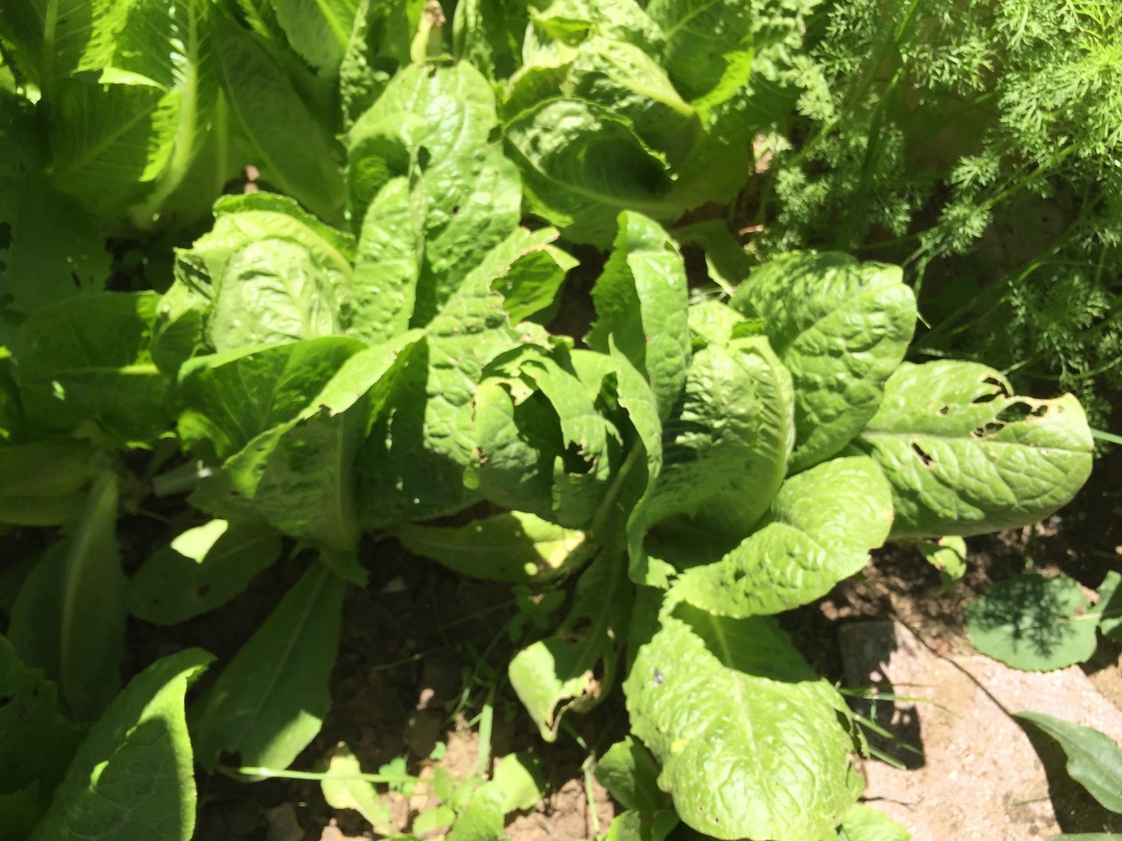 my organic romaine lettuce are ready to be harvested