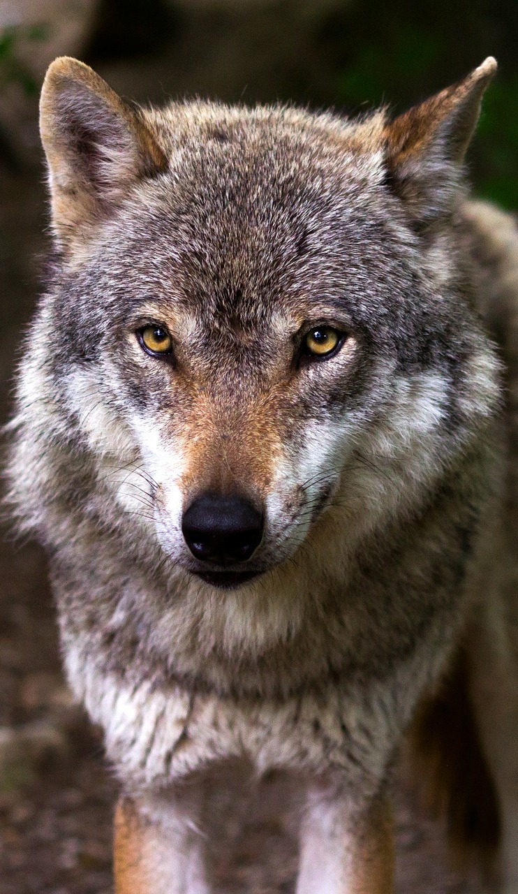 Portrait picture of a wolf.