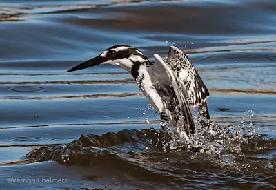 Pied Kingfisher in Flight  Woodbridge Island, Cape Town (Canon EOS 70D / 400mm)