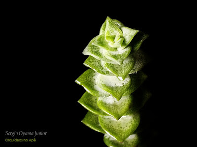 Suculenta Crassula 'Green Pagoda'