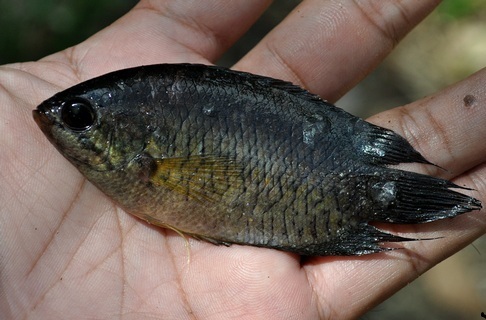 umpan ikan kapar atau selincah sungai dan rawa