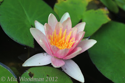 waterlily