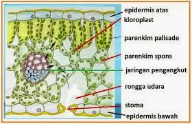 sayatan melintang daun