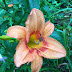 May 2016 Garden Bloggers Bloom Day: It's All About the Daylilies!