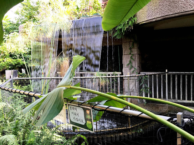 熱帯エリア　流れる滝と池　ときわ公園、植物園もリニューアル。 プラントハンター西畠清順が手がける？