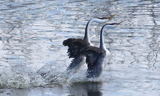 Courtship dance of Western Grebe