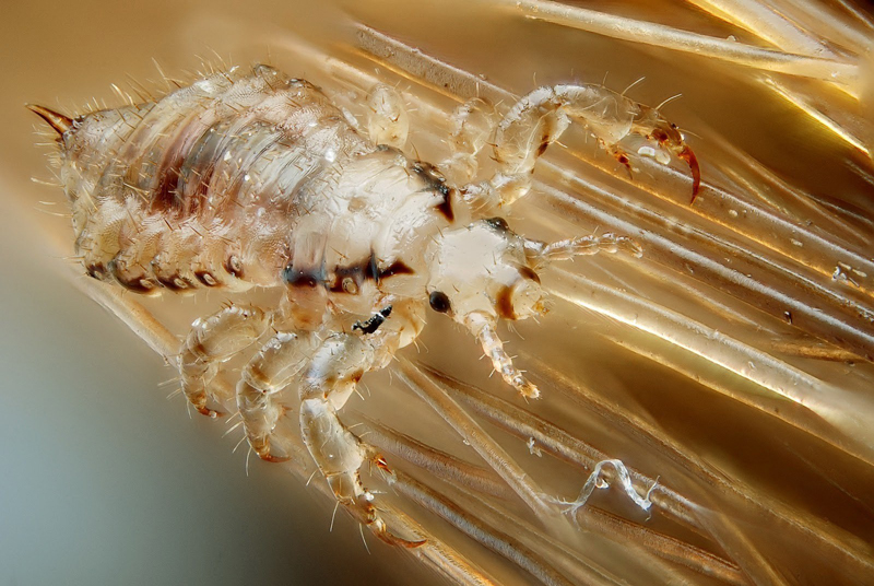 How Pubic Lice Can Spread to Your Eyelashes