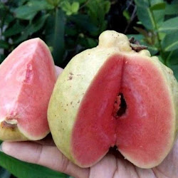 Bibit Buah Buahan Jambu Kristal Sukun Unggul Tangerang