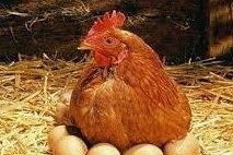 5 jenis ayam ras petelur dan Jenis-Jenis Ayam Buras Petelur terbaik untuk diternakkan
