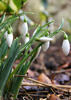 Galanthus 'John Gray'