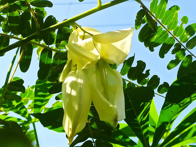 Sesbania grandiflora, Pohon Turi Yang Kembang dan Daunnya Cukup Digemari