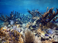 Healthy Elkhorn coral (Acropora palmata) near unpopulated Buck Island, US Virgin Islands. Elkhorn coral is one of many important reef-building species that create 3-D structure on the seafloor. Coral reef structure provides habitat for marine life and helps break up waves as they approach the coastline. (Credit: Curt Storlazzi, USGS) Click to Enlarge.